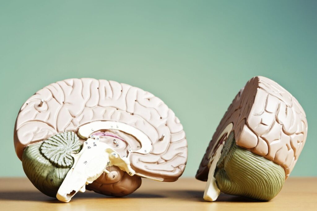 Human brain anatomical model on table